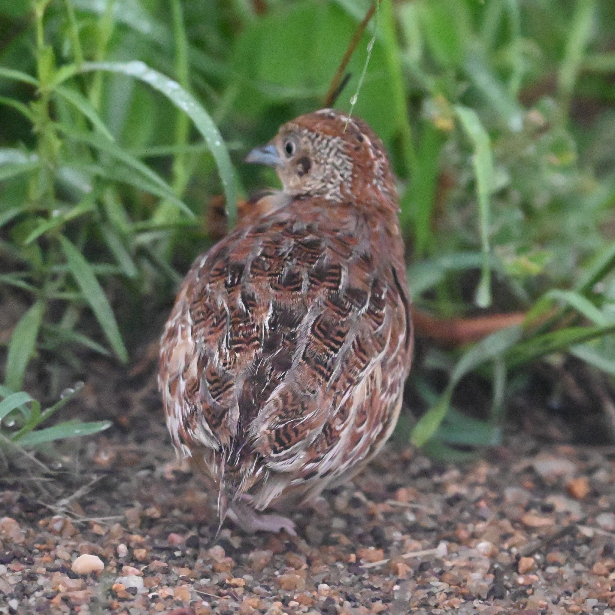 Common Buttonquail (Turnix sylvaticus), photo 7