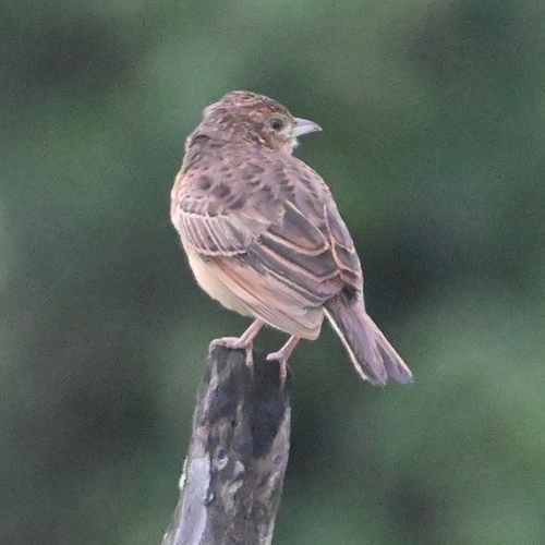 Flappet Lark (Amirafra rufocinnamomea), photo 8