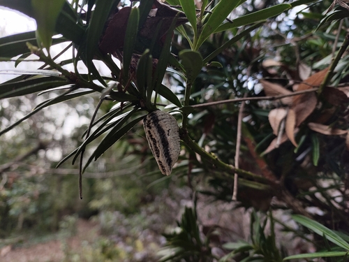 Chinese Reddish Mantis