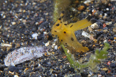 Thecacera