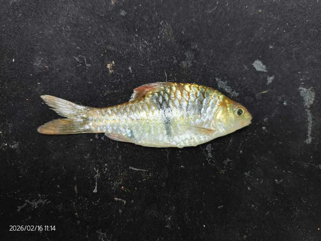 T-Barb (Barbodes lateristriga)