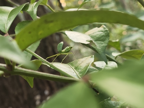 Formosan Giant Mantis