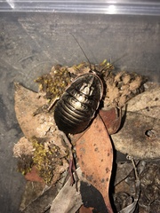 Euzosteria subreflexa