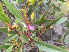 Eucalyptus albopurpurea