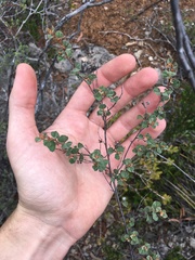 Pomaderris flabellaris