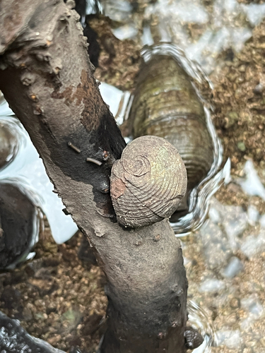 Nerita planospira observed 2026-03-07