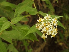 Alloispermum integrifolium