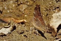 Historis acheronta