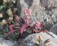 Dudleya abramsii