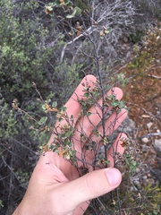 Pomaderris flabellaris