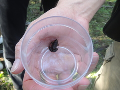Leptodactylus latinasus
