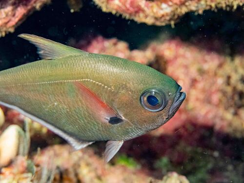 Blackspot sweeper (Pempheris oualensis) — Pempheridae