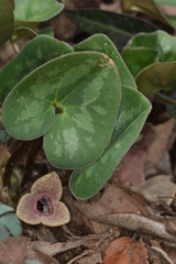 Asarum forbesii