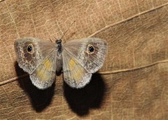 Perophthalma tullius