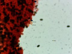 Psathyrella longicauda