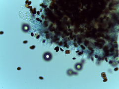 Psathyrella longicauda