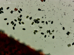 Psathyrella longicauda