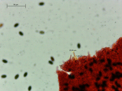 Psathyrella longicauda