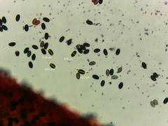 Psathyrella longicauda