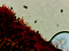 Psathyrella longicauda