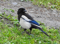 Pica pica