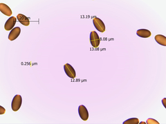 Psathyrella longicauda