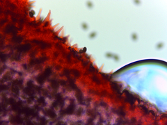 Psathyrella longicauda