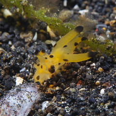 Thecacera