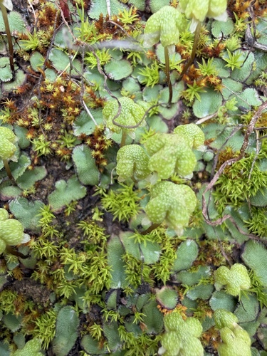 California asterella (Calasterella californica)
