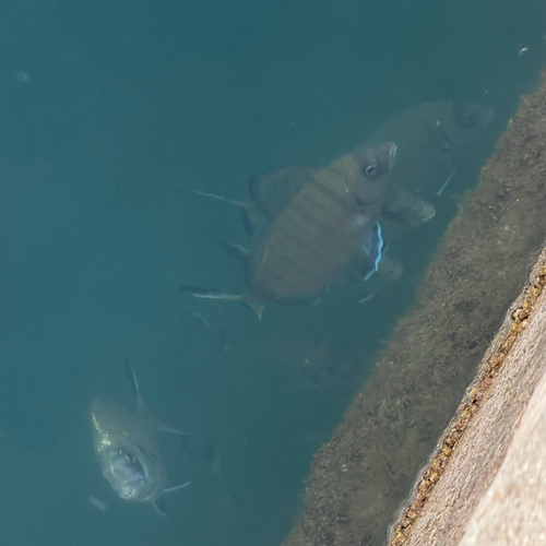 Diplodus sargus