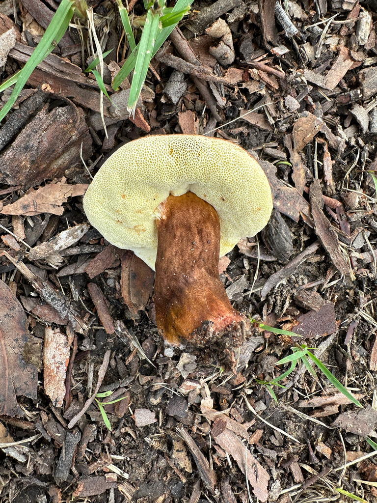Gyroporus mcnabbii · March 2026 · photo: © prossington (iNaturalist, cc-by)