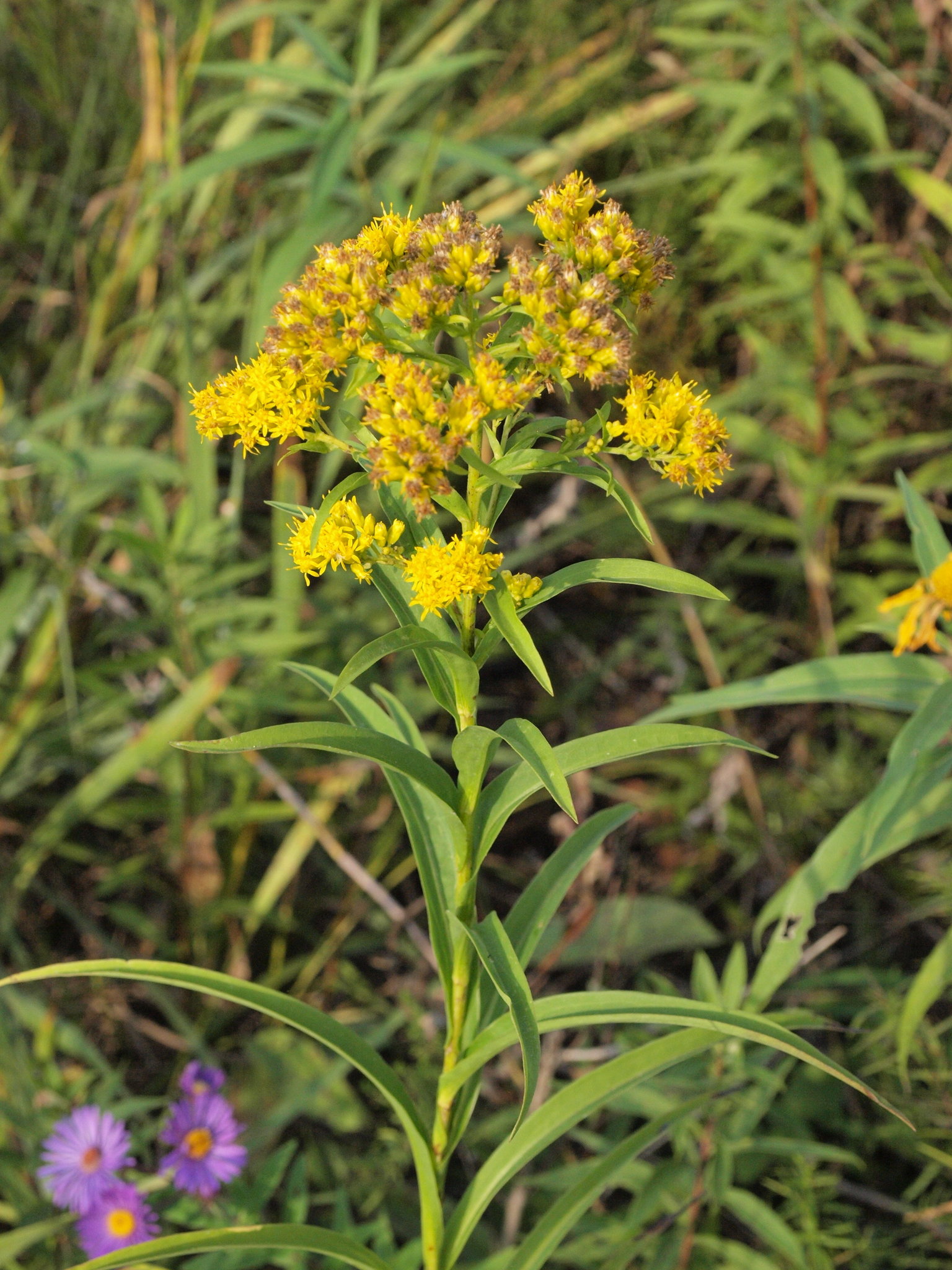 Solidago riddellii
