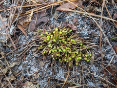 Euphorbia ipecacuanhae