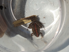 Pseudopaludicola falcipes