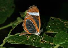 Dismorphia theucharila fortunata