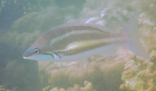 Three-striped Whiptail (Pentapodus trivittatus)