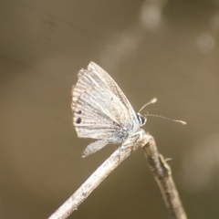 Hemiargus ceraunus astenidas