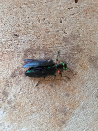 Belionota prasina