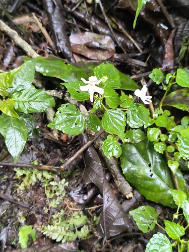 Impatiens bequaertii