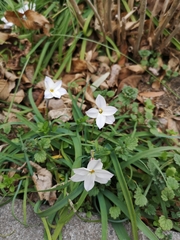 Ipheion