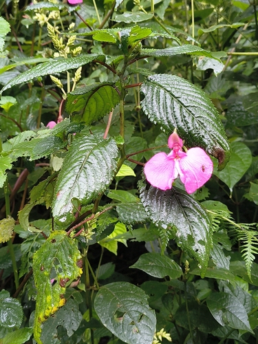 Impatiens stuhlmannii