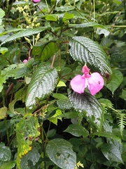 Impatiens stuhlmannii