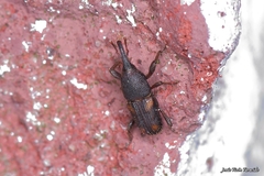 Sitophilus zeamais
