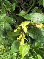 Commelina capitata