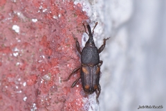 Sitophilus zeamais