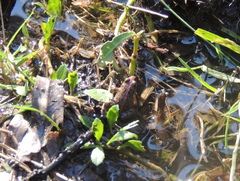 Pseudopaludicola falcipes