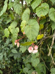 Begonia meyeri-johannis, photograph (c) jeanjacquesgodon, some rights reserved (CC BY)