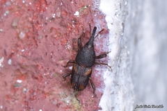 Sitophilus zeamais