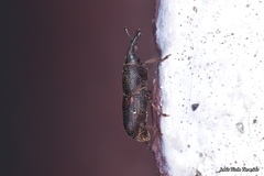 Sitophilus zeamais