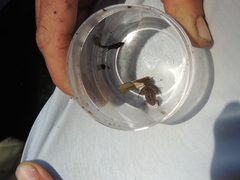 Pseudopaludicola falcipes